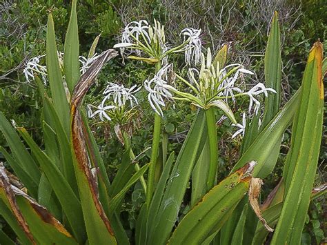 Crinum pedunculatum | Australian Plants Society