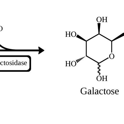 β-galactosidase reaction | Download Scientific Diagram