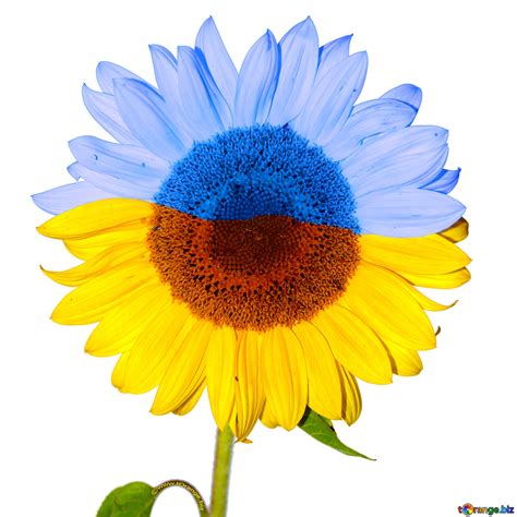 Ukrainian sunflower free image - № 32847