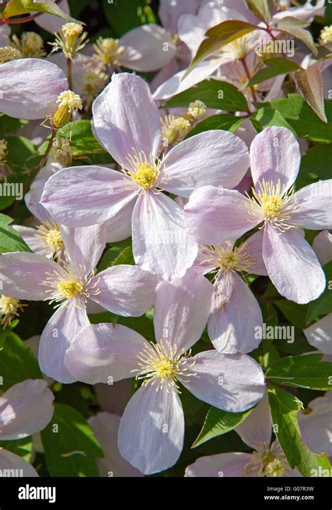 Blossoming Bush with white four-petal flowers Stock Photo - Alamy