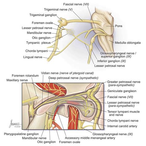 Anatomy Knowledge Is Essential - Samer Narouze, MD, PhD