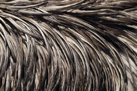 Free Images - emu feathers emu feather