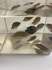 Convict Fish Breeding Made Easy for the new hobbyist - Just Cichlids