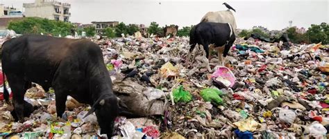 Plastic Pollution Crisis in South Africa: DA Criticizes ANC Government’s Inaction