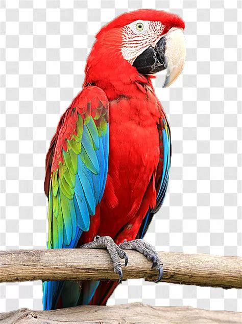 Parrot No Backround Images Transparent Background Free Download - PNG Images