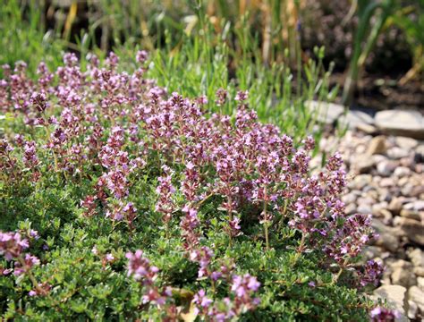 7 Best Thyme Varieties For a Lawn