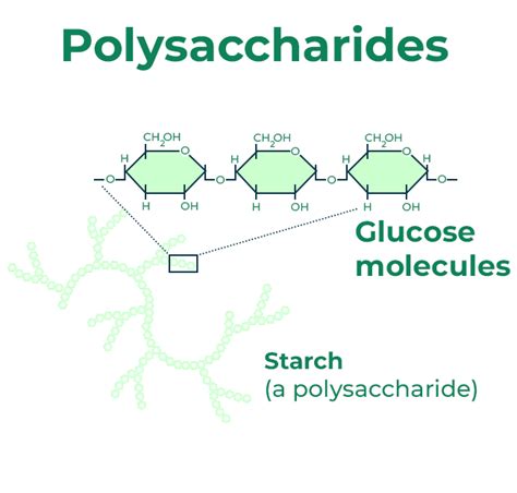 Polysaccharides - Oogenesis - Process, and Stages