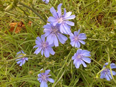 Fiordaliso (Cyanus segetum) | Fiori, Piante