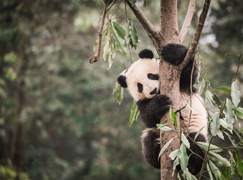 Los pandas ya no están peligro; su hábitat, sí – Español