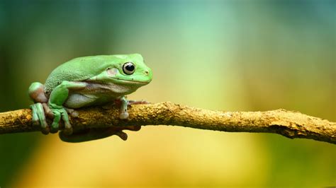 Baby Frog Wallpapers - Top Free Baby Frog Backgrounds - WallpaperAccess