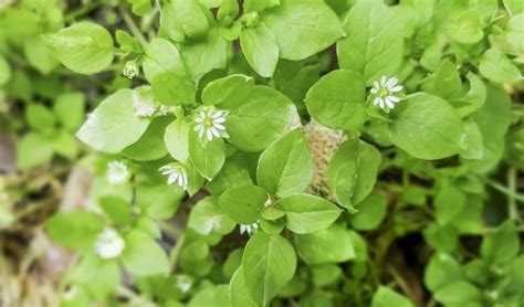 Broadleaf weeds identification: common types with images - InsightWeeds