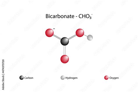 Molecular formula of bicarbonate. Bicarbonate is an intermediate in ...