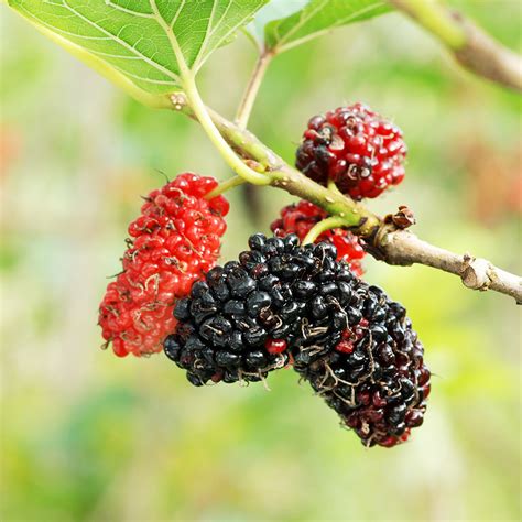 Red Mulberry Tree Seedlings for Sale (Morus rubra) – Nativ Nurseries