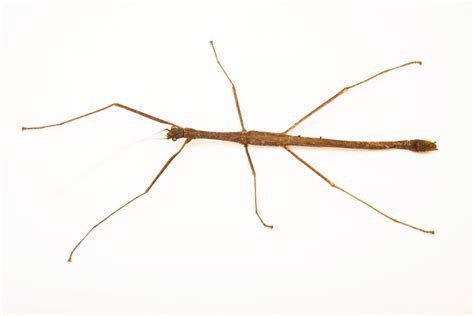 Stick Insect (Phasmatidae sp.) - Joel Sartore