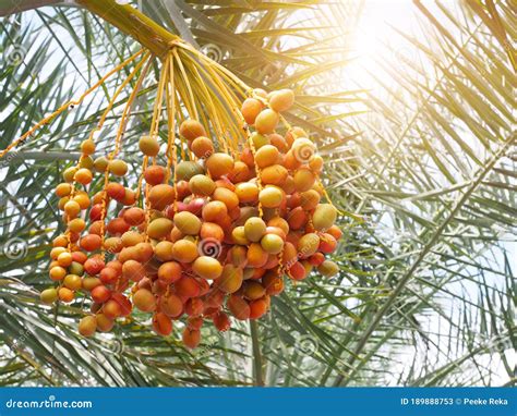 Fresh Date Palm Fruit on Tree in Garden Stock Image - Image of background, corporate: 189888753