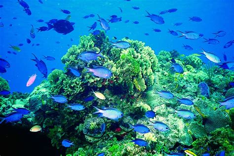 Belize Lighthouse Reef Photo Gallery | Island Expeditions