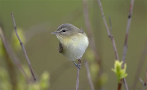 Philadelphia Vireo "Vireo philadelphicus" | Boreal Songbird Initiative