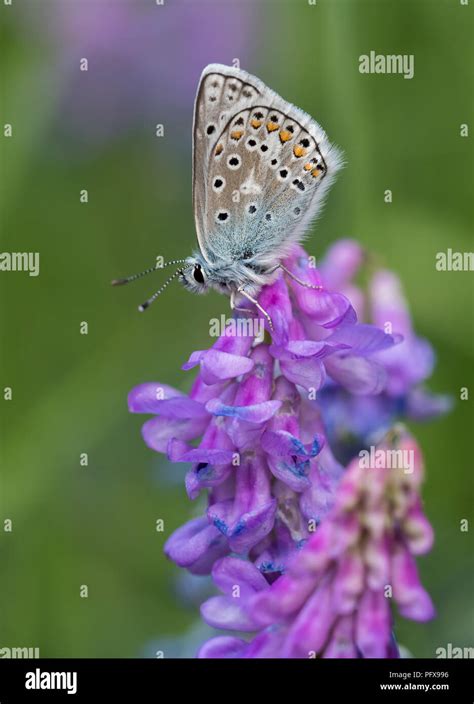Arctic moth hi-res stock photography and images - Alamy