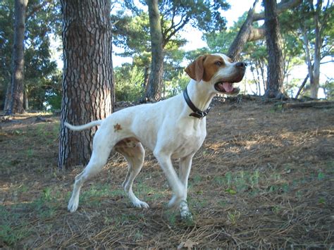 All About the Pointer Dog Breed | PetHelpful