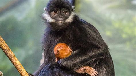 Lincoln Park Zoo welcomes baby endangered Francois' langur - ABC7 Chicago