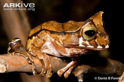 Horned marsupial frog - Alchetron, The Free Social Encyclopedia