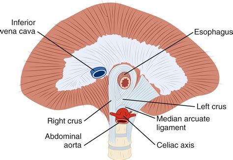 Esophageal Anatomy and Function - Clinical Tree