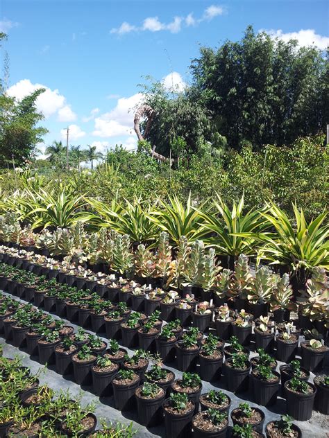 wholesale palm tree nursery near me - Applaudable Vodcast Image Database