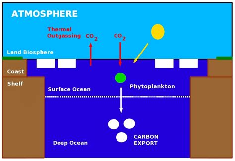 Photosynthesis/Cellular Respriation - Great White sharks