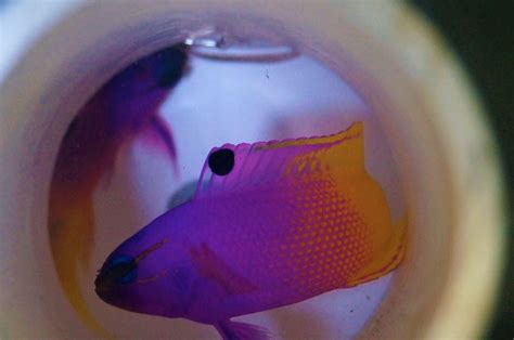 The Egg Catalog Project collects fish eggs from exhibits for aquaculture | Reef Builders | The ...