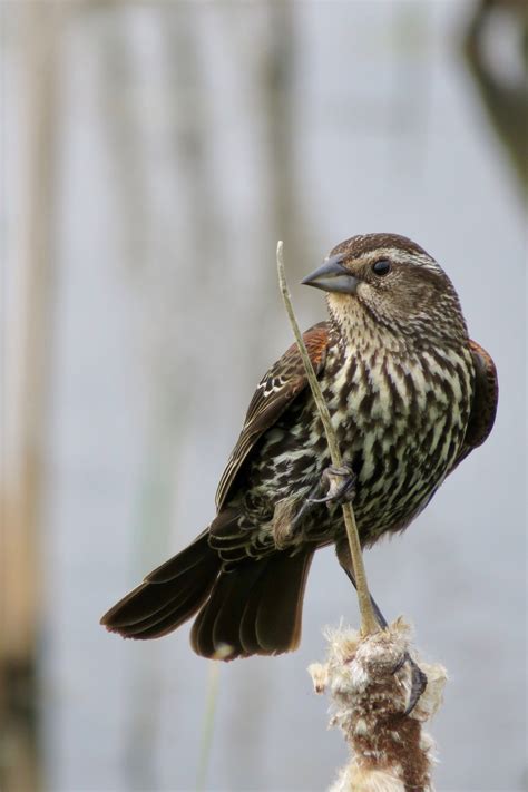 Female Red-Winged Blackbird, photo by Jean Kringle of Belleville WI Temp Tattoo, Temporary ...