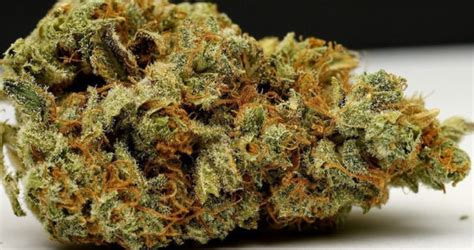 Hawaiian Duckfoot Marijuana Strain Information & Reviews | AllBud