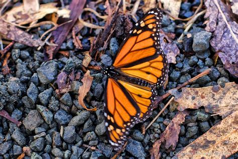 Monarch Butterfly Grove: See 30,000 Butterflies in Pismo Beach ...