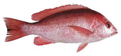 Ikan Kakap Merah (Lutjanus sp.) - artikel - - Sudarminto Setyo Yuwono