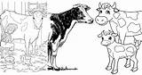 25 Free Cow Coloring Pages For Kids And Adults sketch template