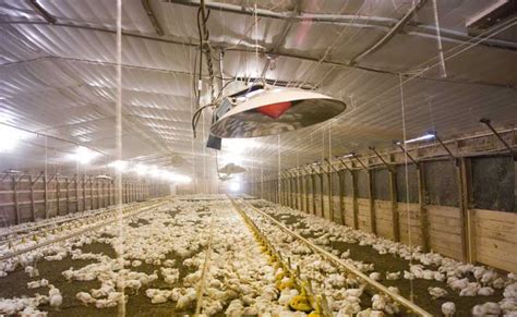 I-Series High Pressure Radiant Heat Poultry Brooders | L.B. White