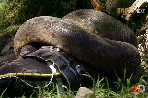 Watch moment conservationist tries to get an anaconda to eat him alive | World | News | London ...