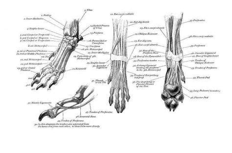 Dog paw anatomy - dunagro