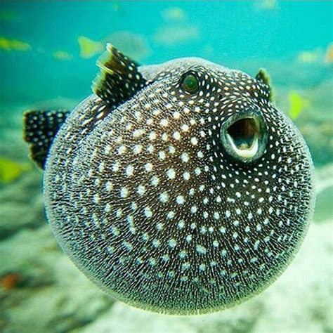 Cute Puffer Fish in the Sea of Cortez