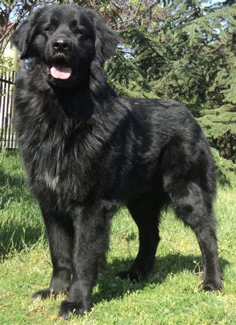 Romanian Raven Shepherd Dog - Alchetron, the free social encyclopedia