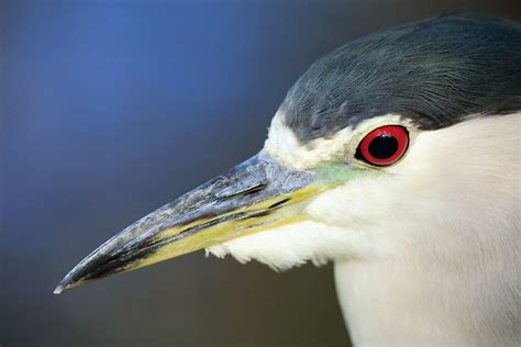 Arthur Morris/BIRDS AS ART | Art, Morris, Birds