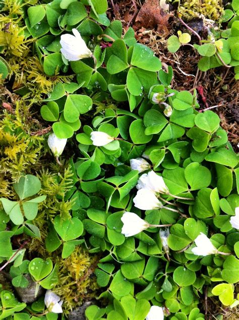 Raw Edible Plants: Wood sorrel (Oxalis acetosella)