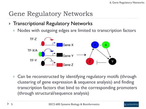 PPT - 6. Gene Regulatory Networks PowerPoint Presentation, free download - ID:3281576