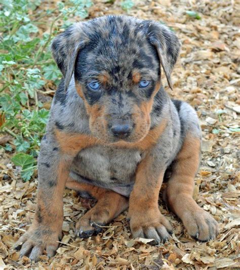 Catahoula Leopard Dog For Sale Ohio | PETSIDI