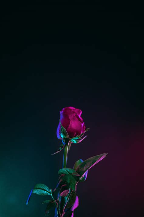 HD wallpaper: red rose flower, bud, stem, dark background, leaves ...