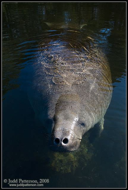 Manatee | Manatee...gentle giant... | Judd Patterson | Flickr