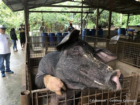 Guiltless Getaways: Hog Raising Sneak Peek at Teofely Nature Farms and Native Pig Lechon at the ...