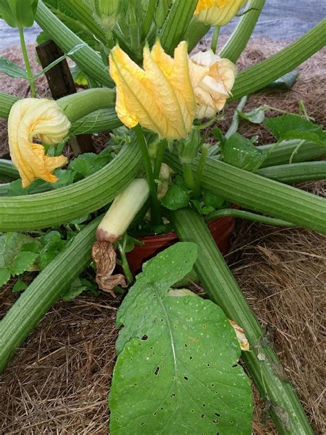 What Causes Zucchini Blossom End Rot - Preventing Blossom End Rot On Zucchinis