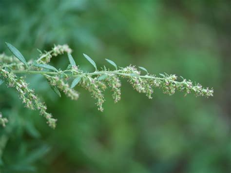 Mugwort | Identify that Plant