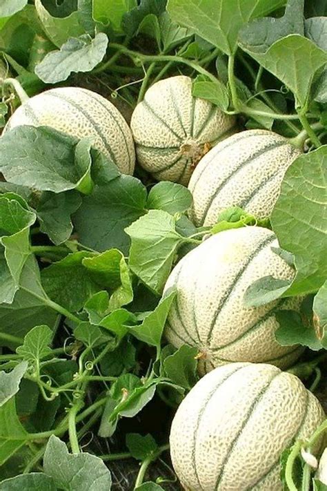 Purchase High-Quality Musk Melon Hybrid F1 Seeds at Plantshop.me