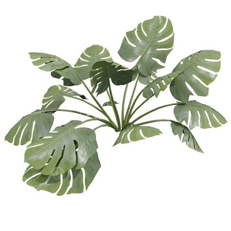 Tropical Plants White Transparent, Tropical Plant, Tropical Plant Png ...